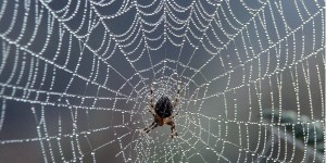 Search engine spiders crawl the web