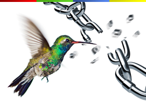 Google hummingbird e il futuro del link building