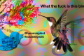 Hummingbird e i segnali sociali