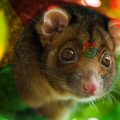 Google Possum Update